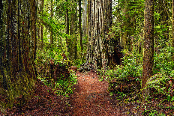 "Ancient Pathway"  Jedediah Smith Redwoods State Park, CA
