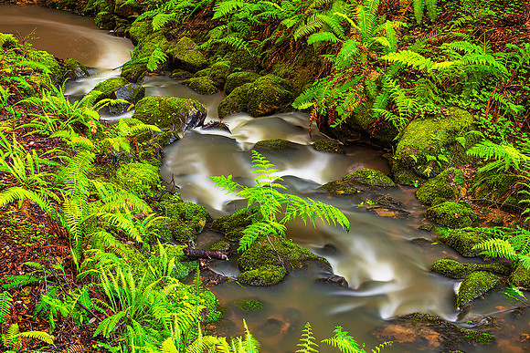"Day in the Green" Mendocino County, CA